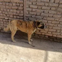 نر خراسانی گله ای آدمی شدید پر غرور