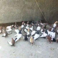 کبوتر|پرنده|مشهد, گاز|دیوار