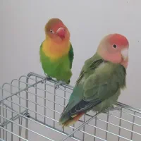 طوطی برزیلی کوتوله