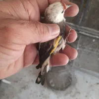 سهره