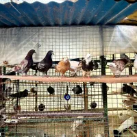 جوجه سیاهی سفیدی