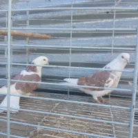 یک جوفت روکتی