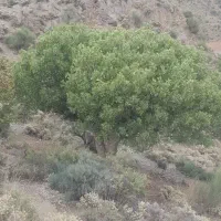 اسکناس کلکسیونی عمان