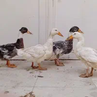 اردک