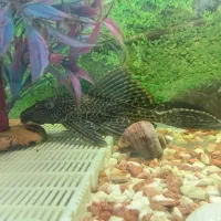 ماهی لجن خوار و....