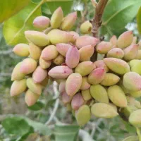 پسته روی درخت خریدارم