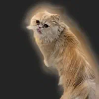 جفت گیری گربه پرشین