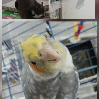 عروس هلندی نر و ماده سخنگو