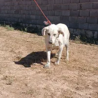 سگ سرابی ماده