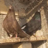 جفت دم سفید