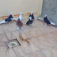 کبوتر شازده