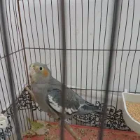 جوجه عروس آهویی