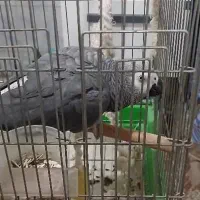 خرید و فروش کاسکو