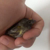 سهره گلبسر نر