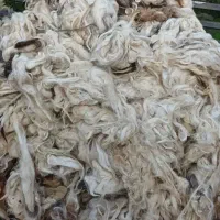 پشم گوسفند