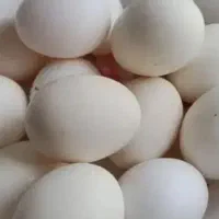 تخم مرغ محلی