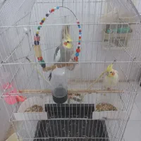 عروس هلندی سخن گو جفت
