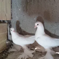 کبوتر اغ بالا