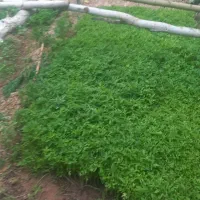 نهال گوجه ‌‌‌‌‌ ‌ ‌ ‌ ‌ ‌ ‌ ‌.