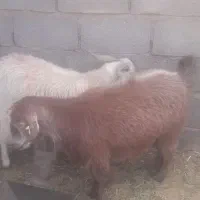 کهره چپوش
