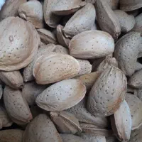 بادام مامای ارگانیک