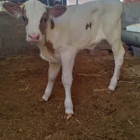 گوساله ماده