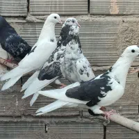 کفتر کبوتر پرشی قلمه ماده