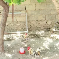 خروس گلین پنگوئنی
