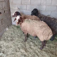 فروش دو عدد میشه افشاری قیمت ۶۰ تومان