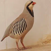 بلدرچین زینتی