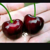 فروش دوتا سنگ مجسمه تزئینی
