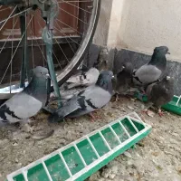 کبوتر|پرنده|بروجن, |دیوار