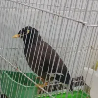 مرغ مینا