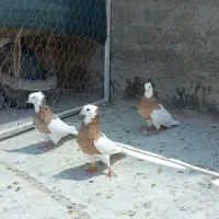 سه تا طوقی زرد خال سیاه