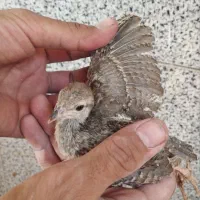 جوجه بلدرچین
