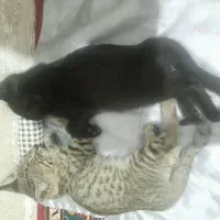 واگذاری بچه گربه