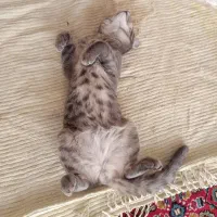 دوتا پاهاش شکسته مورد کاملا اروژانسیه