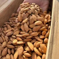انواع بادم درختی و هندی