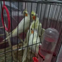 عروس هلندی