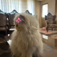 گربه