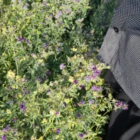 بذریونجه امریکایی