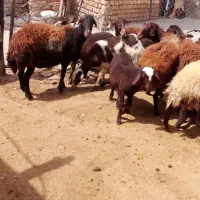 فروش ۱۰ عدد میش افشاری جوان