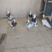 کفتر بهبهونی