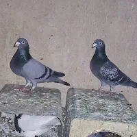کبوتر طوقی پلاکی