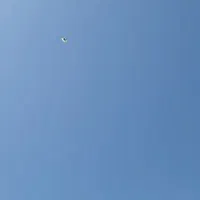 پرنده
