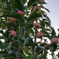 فروش شابلون (الوسیاه )و سیب گلاب