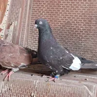 پرنده کله تاب