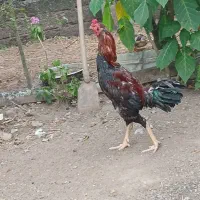خروس لاری دانگ بالا
