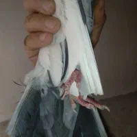 کفتر|پرنده|مشهد, شترک|دیوار