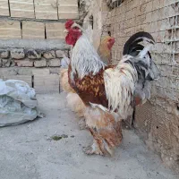 خروس برهما لیسید ۱.۵ ساله